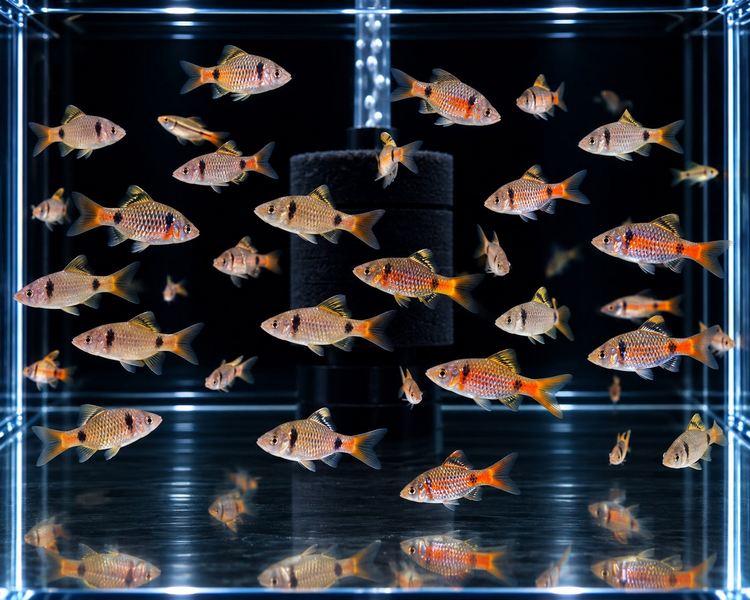Odessa Barb ~ 3cm